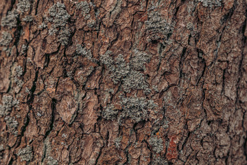 Bark of tree. Natural background