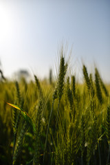 Obraz premium champs de blé 