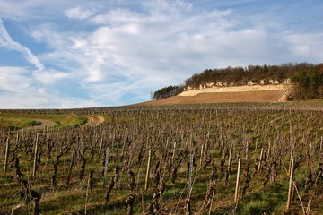 Fototapeta na wymiar Culture de la vigne dans la côte Chalonnaise.