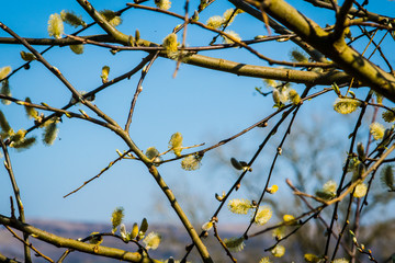 Budding katkins on willow tree at springtime