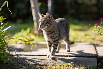 Naklejka premium a cute cat walking around