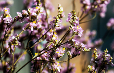 Macro closeup inflorescence of blooming Limonium also known as sea lavender, statice, caspia or marsh rosemary flower.