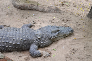 Crocodiles or true crocodiles are large semiaquatic reptiles that live throughout the tropics in Africa, Asia, the Americas and Australia.