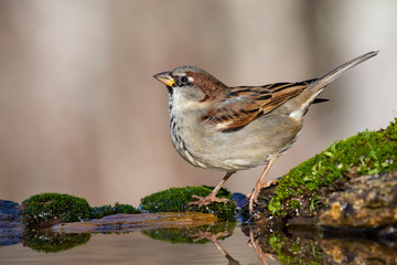 House Sparrow, Passer domesticus, drinking perched on moss-covered rocks at the edge of a stream
