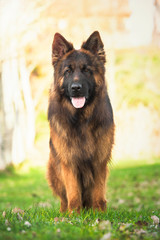 German shepherd dog standing in the park on a sunny day looking at the camera. Front view.