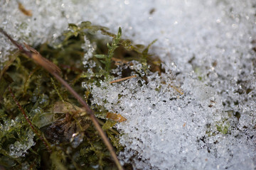 Snow lies on the moss close up. Macro photography of Melting snow in the forest. Details of melted snow crystals on the green moss background. Spring in the forest. Belarus, Minsk.