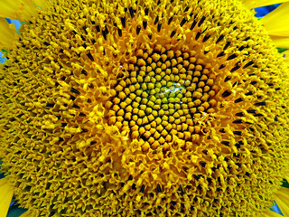close up of sunflower