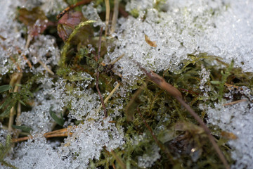 Snow lies on the moss close up. Macro photography of Melting snow in the forest. Details of melted snow crystals on the green moss background. Spring in the forest. Belarus, Minsk.