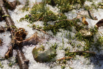 Snow lies on the moss close up. Macro photography of Melting snow in the forest. Details of melted snow crystals on the green moss background. Spring in the forest. Belarus, Minsk.