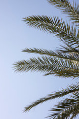 Fototapeta premium palm tree and blue sky