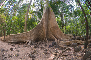 Giant Tung Tree in the  Cat Tien Nationalpark in the south of  Vietnam