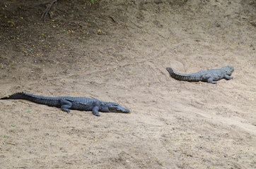 Crocodiles or true crocodiles are large semiaquatic reptiles that live throughout the tropics in Africa, Asia, the Americas and Australia.