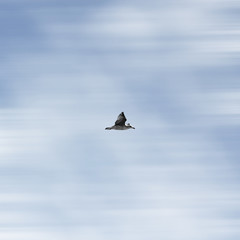 bird sky minimal