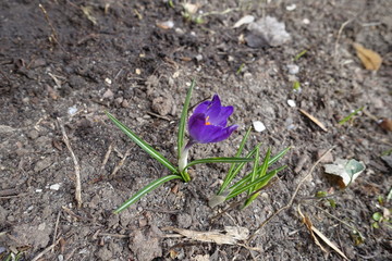 Single violet flower of crocus in March