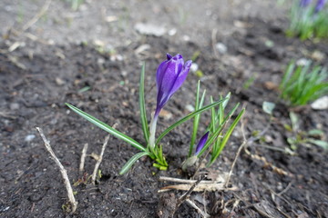Violet flower and bud of crocus in March