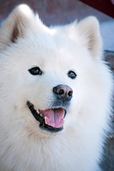 portrait of a white dog with a smile. Samoyed chamomile