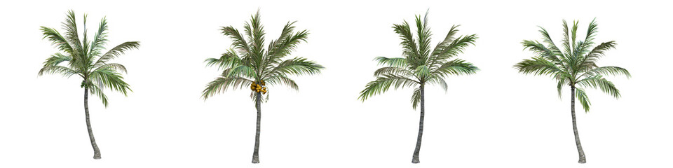 Fototapeta premium Coconut palm middle-size real trees isolated on alpha channel with clipping path. Cocos nucifera in all seasons.3d rendering for digital composition.