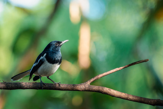 "Oriental Magpie-Robin" Images – Browse 1,873 Stock Photos, Vectors ...