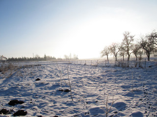 dry plants in snow, garden at winter against sun.