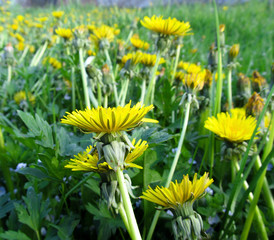 Obraz premium Yellow dandelions. Bright flowers dandelions on background of green spring meadows.