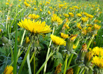 Yellow dandelions. Bright flowers dandelions on background of green spring meadows.