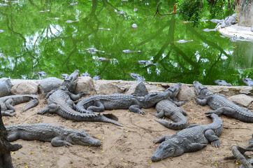 Crocodiles or true crocodiles are large semiaquatic reptiles that live throughout the tropics in...
