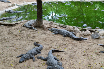 Crocodiles or true crocodiles are large semiaquatic reptiles that live throughout the tropics in Africa, Asia, the Americas and Australia.