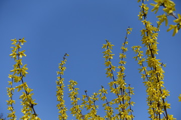 Erect branches of forsythia with yellow flowers against blue sky in April