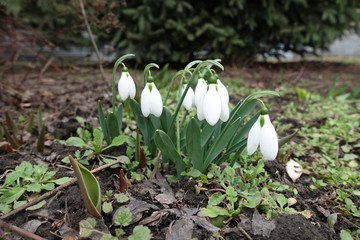Snowdrop flowers with white tepals and green leaves