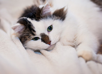 a white fluffy Siberian cat with a black nose and green eyes is lying on a white blanket