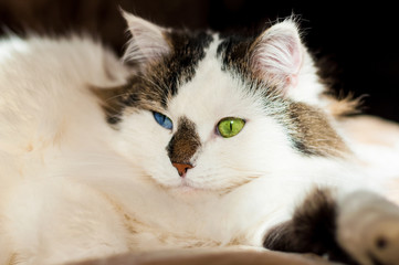 Fototapeta na wymiar a white fluffy Siberian cat with a black nose and multicolored eyes is lying on the bed on a dark background