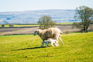 Fototapeta premium A ewe with her lambs in the Spring
