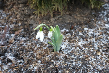 Fototapeta premium Two white flowers of common snowdrops in February