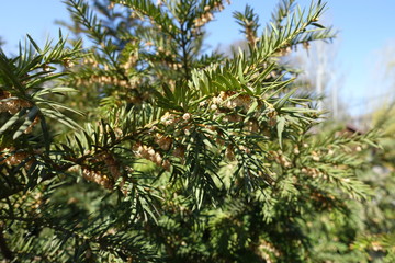 Yew branch with male cones against blue sky in April