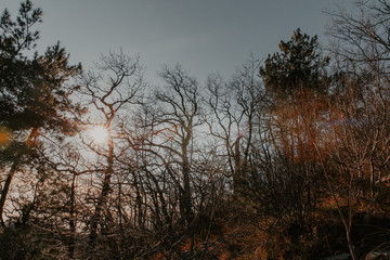 Obraz na płótnie Canvas Sunset in forest