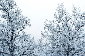Fototapeta na wymiar Snow Covered Tree Branches. Winter Background With Snowy Trees.