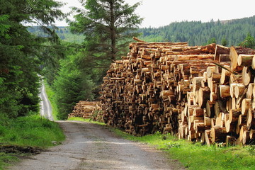 Chopped wood logs stacked in  Connemara forest mountains, Galway, Ireland