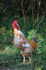 cock-a proud bird