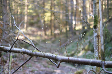 Growt on top of a tree
