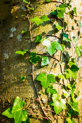 Beautiful green ivy climbing up the huge tree trunk