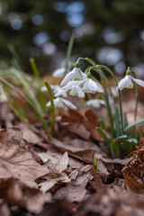 Snowdrop spring flowers. Delicate Snowdrop flower is one of the spring symbols telling us winter is leaving and we have warmer times ahead. Fresh green well complementing the white Snowdrop blossoms.
