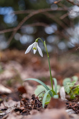 Snowdrop spring flowers. Delicate Snowdrop flower is one of the spring symbols telling us winter is leaving and we have warmer times ahead. Fresh green well complementing the white Snowdrop blossoms.