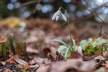 Snowdrop spring flowers. Delicate Snowdrop flower is one of the spring symbols telling us winter is leaving and we have warmer times ahead. Fresh green well complementing the white Snowdrop blossoms.