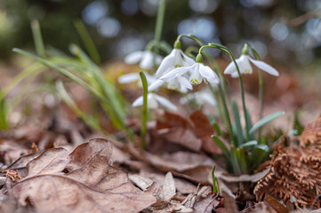 Snowdrop spring flowers. Delicate Snowdrop flower is one of the spring symbols telling us winter is leaving and we have warmer times ahead. Fresh green well complementing the white Snowdrop blossoms.