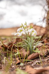 Snowdrop spring flowers. Delicate Snowdrop flower is one of the spring symbols telling us winter is leaving and we have warmer times ahead. Fresh green well complementing the white Snowdrop blossoms.
