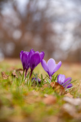 Blooming violet purple crocuses in spring.