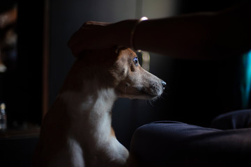 Portrait of a beautiful cute Indian breed domestic dog in a nice mood to play with her owner and...