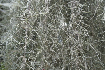 Spanish moss in the beautiful garden.