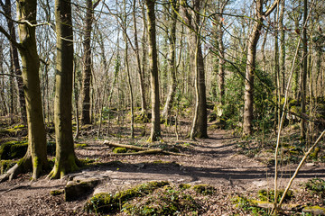 Path through woods in early morning sunshine