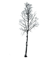 Birch tree naked